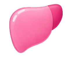 Beef Liver