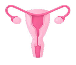 Beef Uterus
